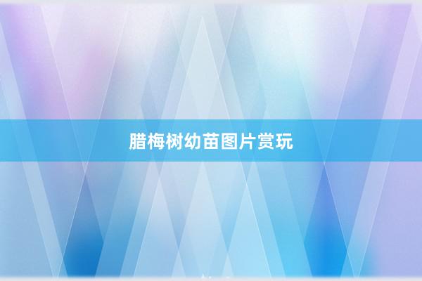 腊梅树幼苗图片赏玩